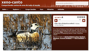 Xeno-Canto - una web para los aficionados de las aves con 225 mil archivos de audio